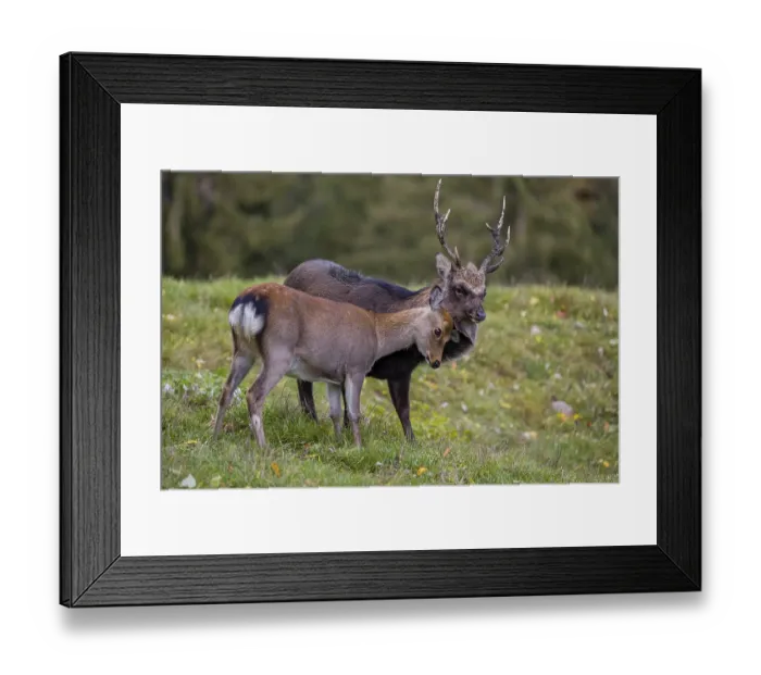 Framed Print : Deep affection. A Japanese sika deer (Cervus nippon nippon) doe cuddles intensely with a stag