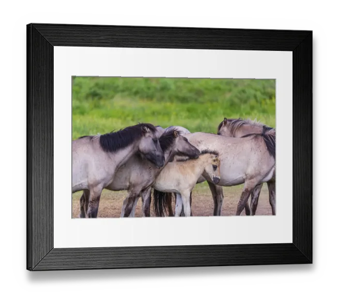 Framed Print : A herd of tarpans (Equus ferus) stands in a clearing in the Masuria tarpan horse reserve