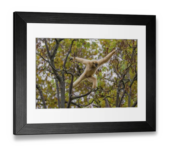 Framed Print : A White-handed gibbon, Hylobates lar