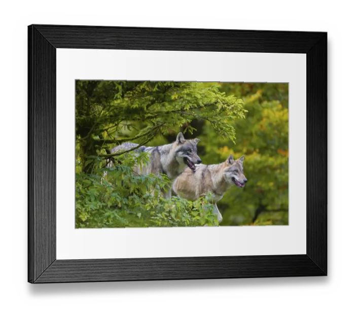 Framed Print : Two eurasian gray wolves (Canis lupus lupus) stand on a hill