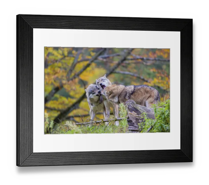 Framed Print : Three eurasian gray wolves (Canis lupus lupus) meet on a hill Framed Print : Three eurasian gray wolves (Canis lupus lupus) meet on a hill
