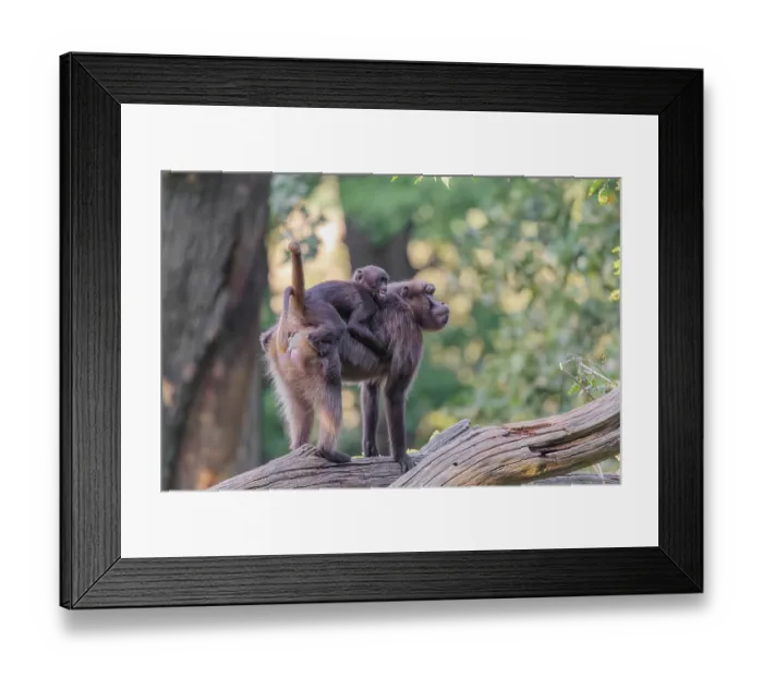 Framed Print : A female Gelada (Theropithecus gelada) Framed Print : A female Gelada (Theropithecus gelada)