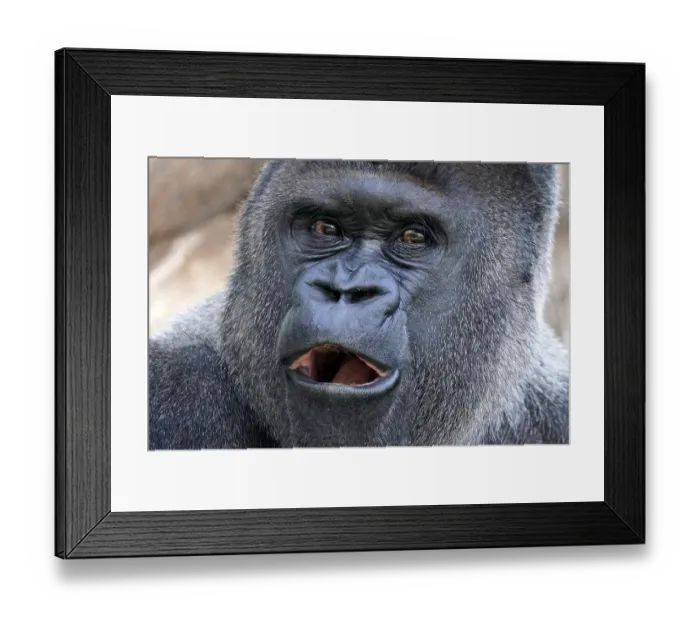 Framed Print : Western western gorilla (Gorilla gorilla) silverback Framed Print : Western western gorilla (Gorilla gorilla) silverback