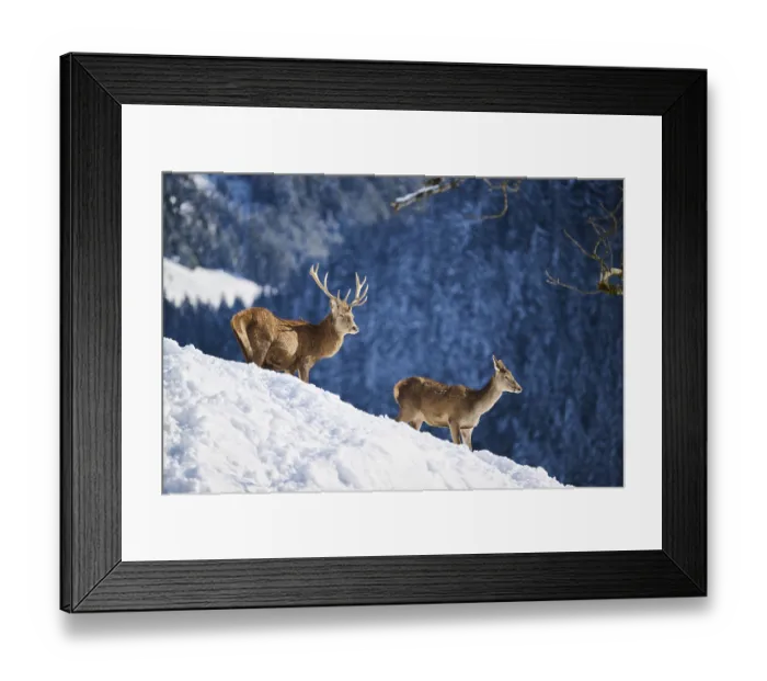 Framed Print : Red deer (Cervus elaphus) stag with hind on a snowy meadow in the mountains in tirol