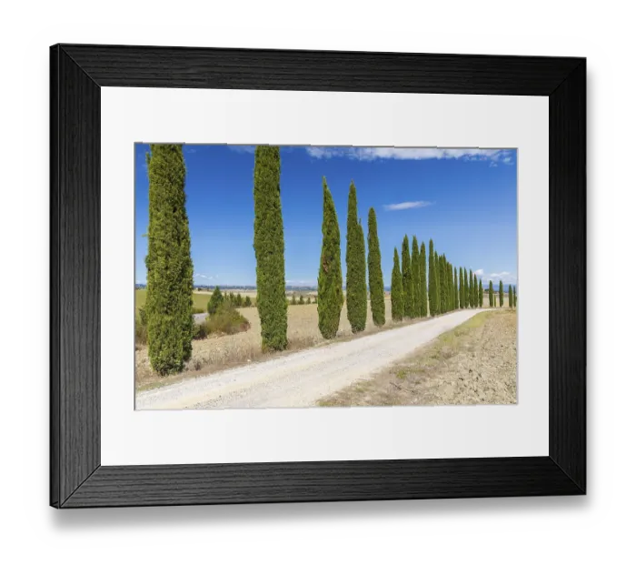 Framed Print : Long half avenue with columnar cypresses (Cupressus sempervirens) near Siena
