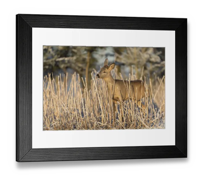 Framed Print : Roe deer standing in hoar frosted dead stinging nettle at minus 15 °C at sunrise