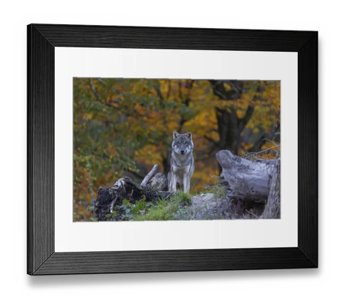 Framed Print : One eurasian gray wolf (Canis lupus lupus)