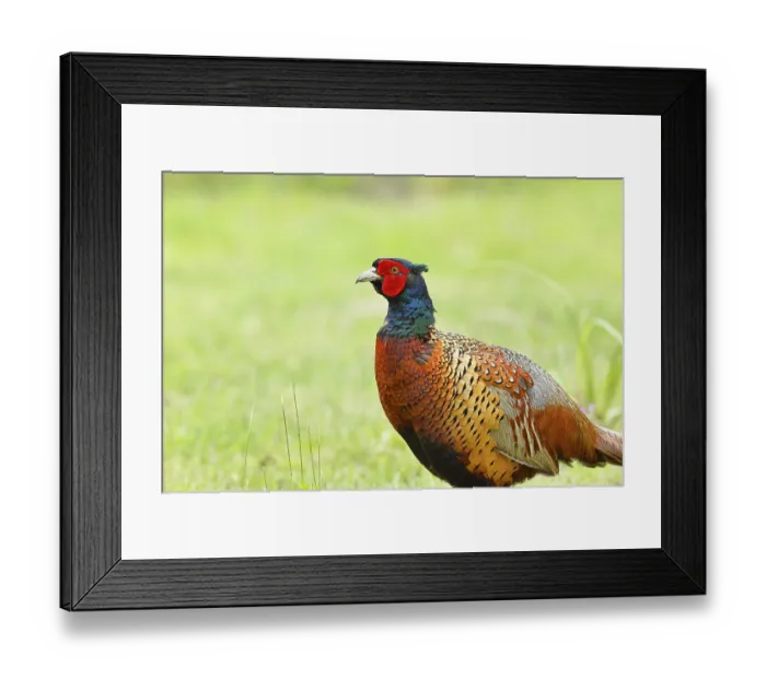 Framed Print : Pheasant, hunting pheasant (Phasianus colchicus)
