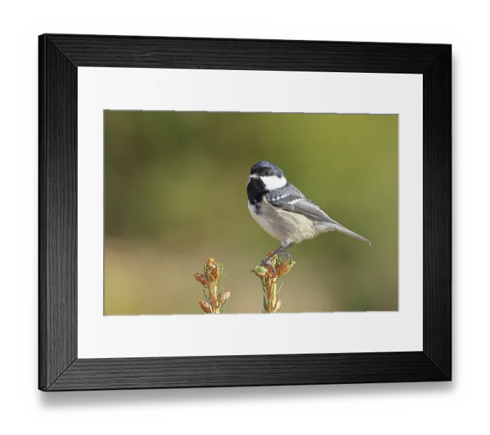 Framed Print : Fir tit (Parus ater), sitting on the top of a young spruce Framed Print : Fir tit (Parus ater), sitting on the top of a young spruce