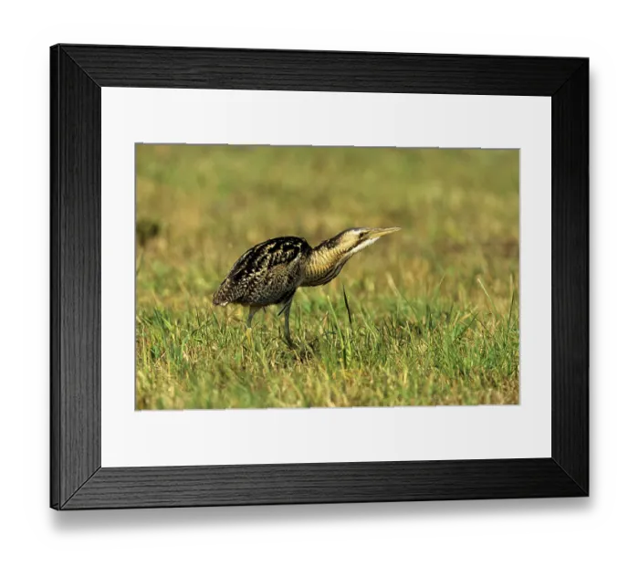 Framed Print : Eurasian Bittern or Great Bittern (Botaurus stellaris) searching for food on a harvested meadow