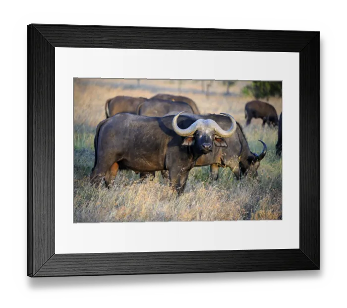 Framed Print : African Buffalo or Cape Buffalo (Syncerus caffer) Framed Print : African Buffalo or Cape Buffalo (Syncerus caffer)