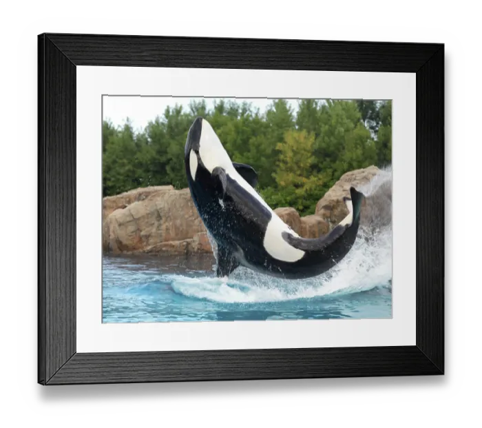Framed Print : Killer Whale jumping out of the water