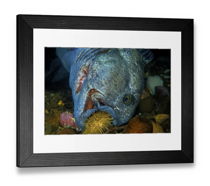 Framed Print : Atlantic wolffish (Anarhichas lupus) Framed Print : Atlantic wolffish (Anarhichas lupus)