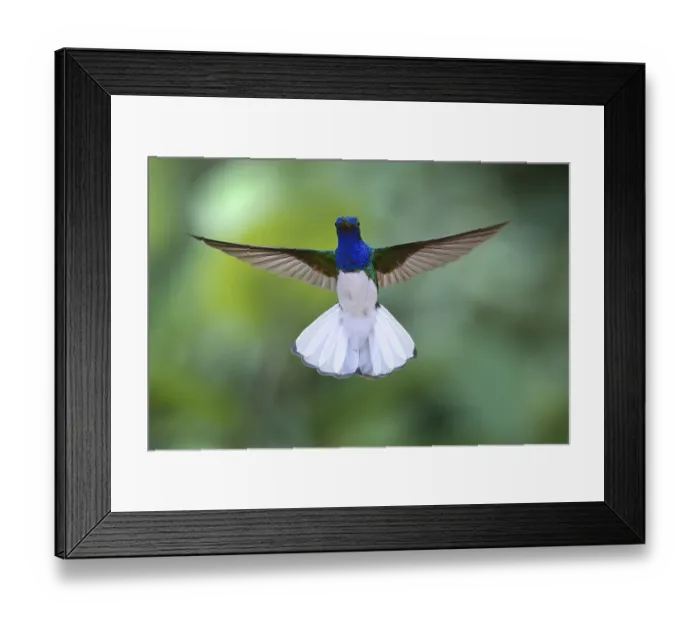 Framed Print : Flying White necked Jacobin (Florisuga Mellivora) Framed Print : Flying White necked Jacobin (Florisuga Mellivora)