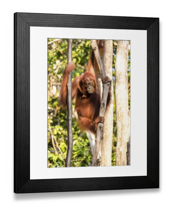 Framed Print : Bornean orangutan (Pongo pygmaeus)