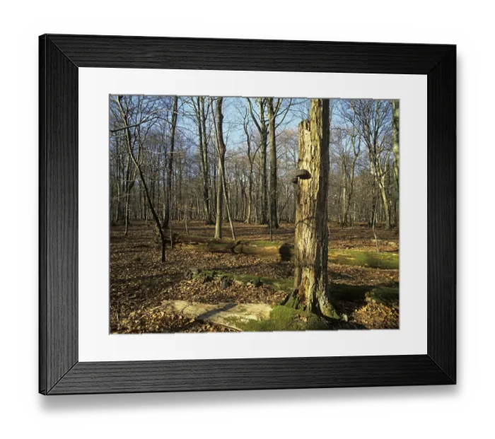 Framed Print : Deadwood, on ground and standing upright