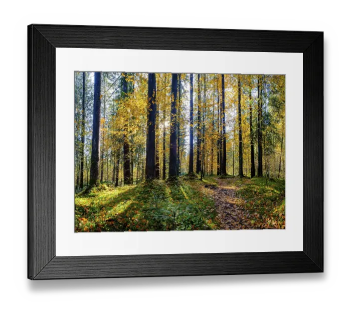 Framed Print : Mixed forest in autumn, Bischofswiesen Framed Print : Mixed forest in autumn, Bischofswiesen
