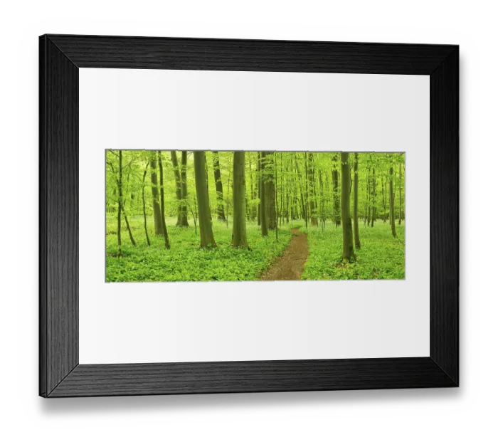 Framed Print : Hiking trail through semi-natural beech forest in spring