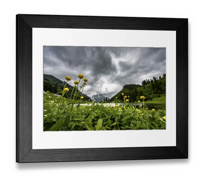 Framed Print : Globeflowers (Trollius europaeus) on a mountain meadow with Groeppelensee and Altmanngipfel in the background