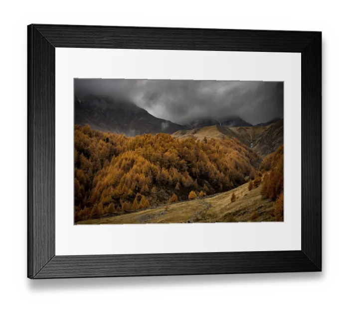 Framed Print : Autumn larch (Larix) forest in mountain landscape