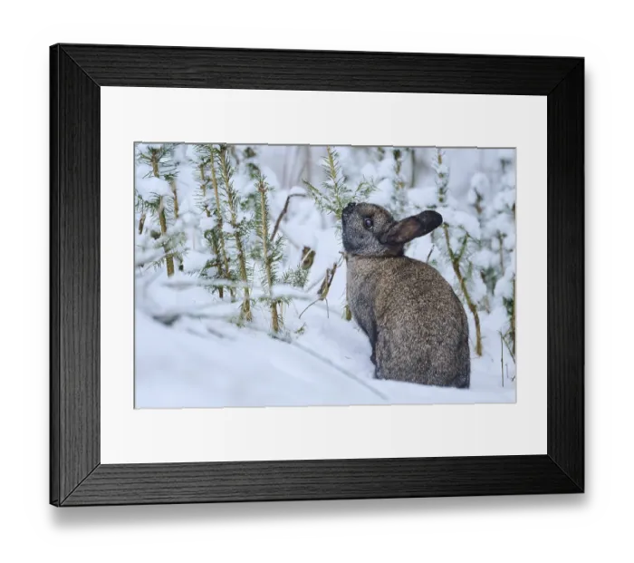 Framed Print : Domestic rabbit (Oryctolagus cuniculus forma domestica) in the snow Framed Print : Domestic rabbit (Oryctolagus cuniculus forma domestica) in the snow
