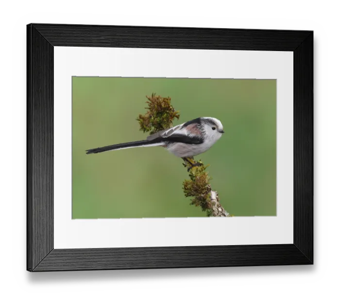 Framed Print : Long-tailed Tit (Aegithalos caudatus) perched on a moss-covered branch