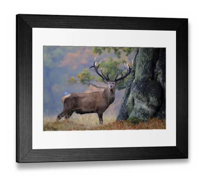 Framed Print : Red deer (Cervus elaphus), stately stag in the rain in autumn