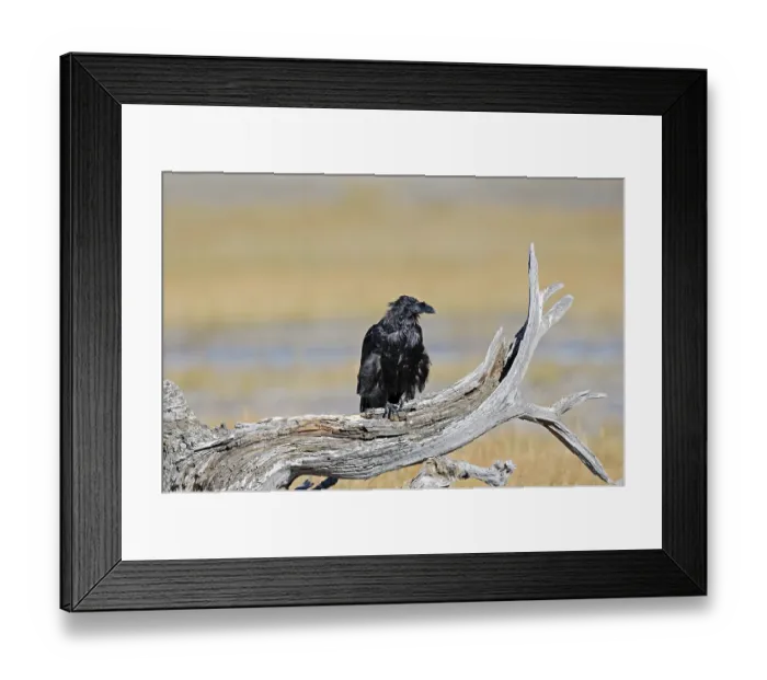 Framed Print : Common Raven (Corvus corax), Yellowstone National Park Framed Print : Common Raven (Corvus corax), Yellowstone National Park