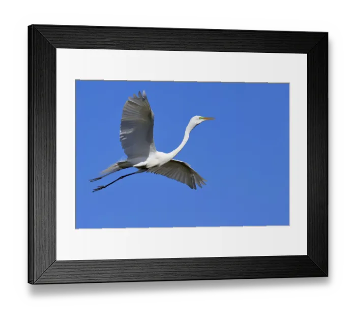 Framed Print : Great Egret (Casmerodius albus) Framed Print : Great Egret (Casmerodius albus)