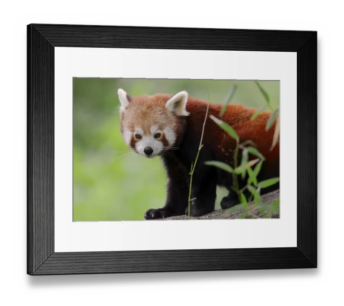 Framed Print : Red Panda (Ailurus fulgens), native to China Framed Print : Red Panda (Ailurus fulgens), native to China