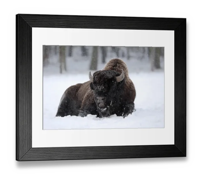 Framed Print : American Bison or American Buffalo (Bison bison)