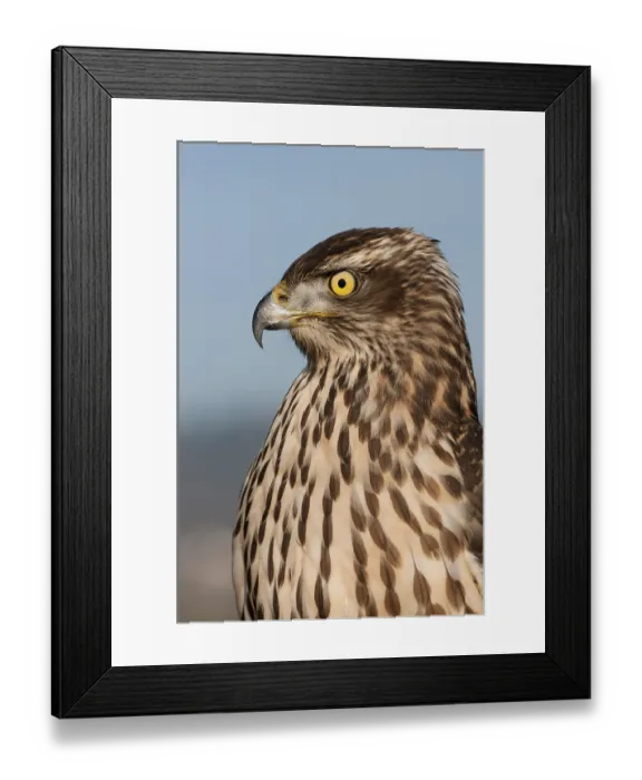 Framed Print : Northern goshawk (Accipiter gentilis)