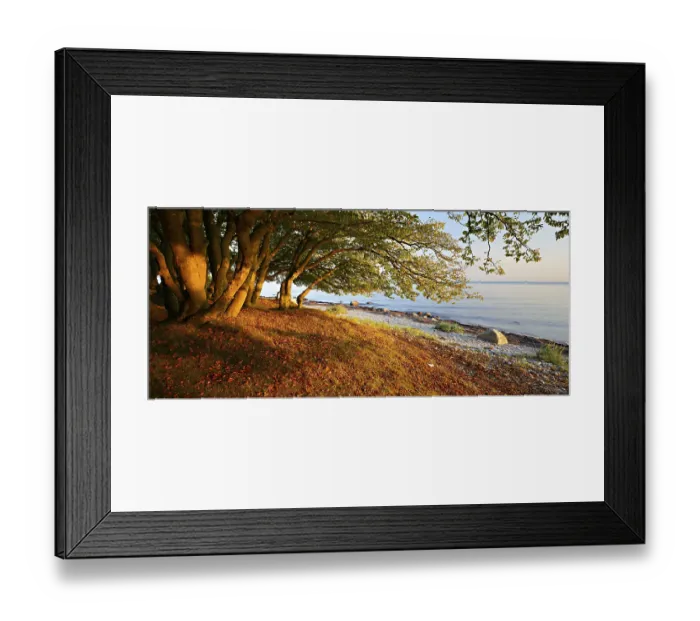 Framed Print : Coastal forest on the south coast of Zealand in the evening light Framed Print : Coastal forest on the south coast of Zealand in the evening light