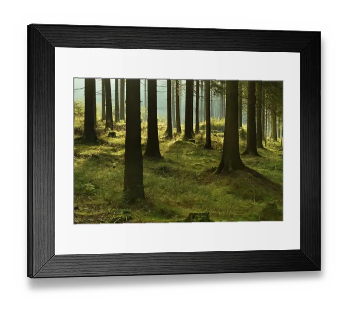 Framed Print : Sunny spruce forest with fog in the morning light Framed Print : Sunny spruce forest with fog in the morning light