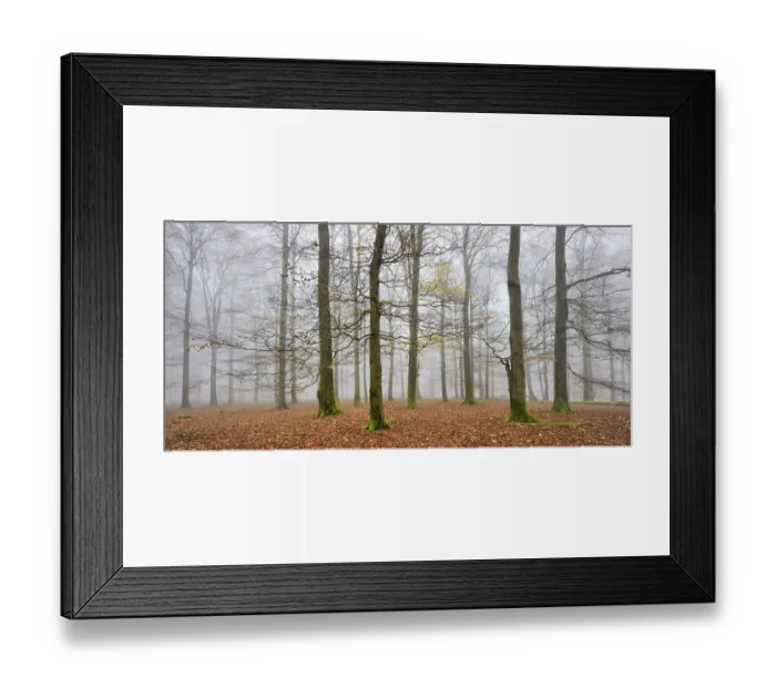 Framed Print : Beeches, forest in autumn, bare trees and fog Framed Print : Beeches, forest in autumn, bare trees and fog