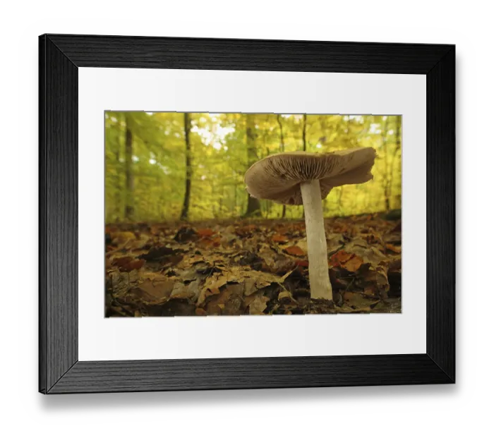 Framed Print : Large rettichfaelbling (Hebeloma sinapizans)