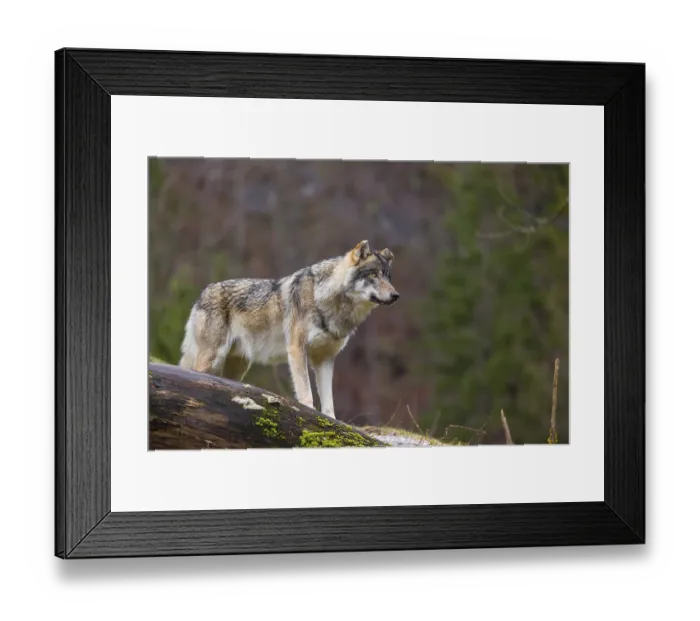 Framed Print : A male Eurasian gray wolf (Canis lupus lupus)