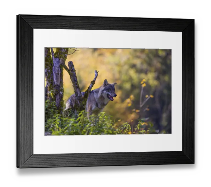 Framed Print : One eurasian gray wolf (Canis lupus lupus) stands on a hill next to a mossy dead tree