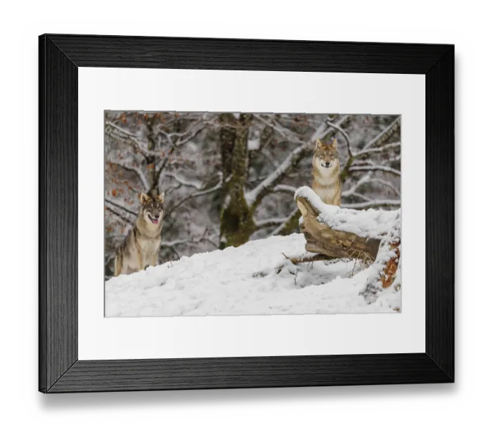 Framed Print : Two grey wolves (Canis lupus lupus) stand on a snow-covered hill behind a fallen tree on a cold Framed Print : Two grey wolves (Canis lupus lupus) stand on a snow-covered hill behind a fallen tree on a cold