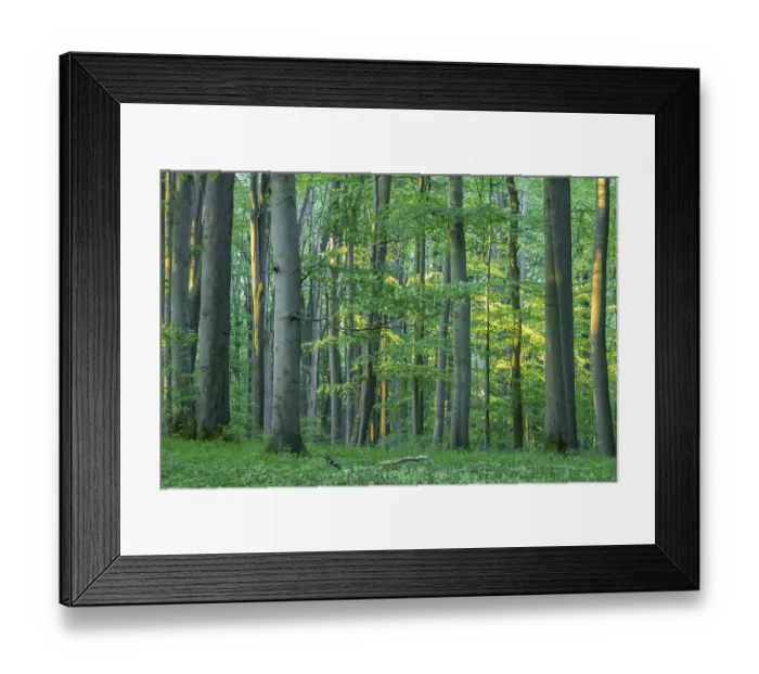 Framed Print : Near-natural copper beech forest