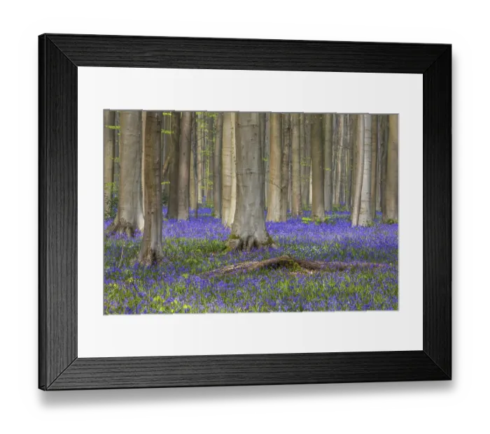 Framed Print : Blue flowering bluebells (Hyacinthoides non-scripta) in the copper beech (Fagus sylvatica) forest