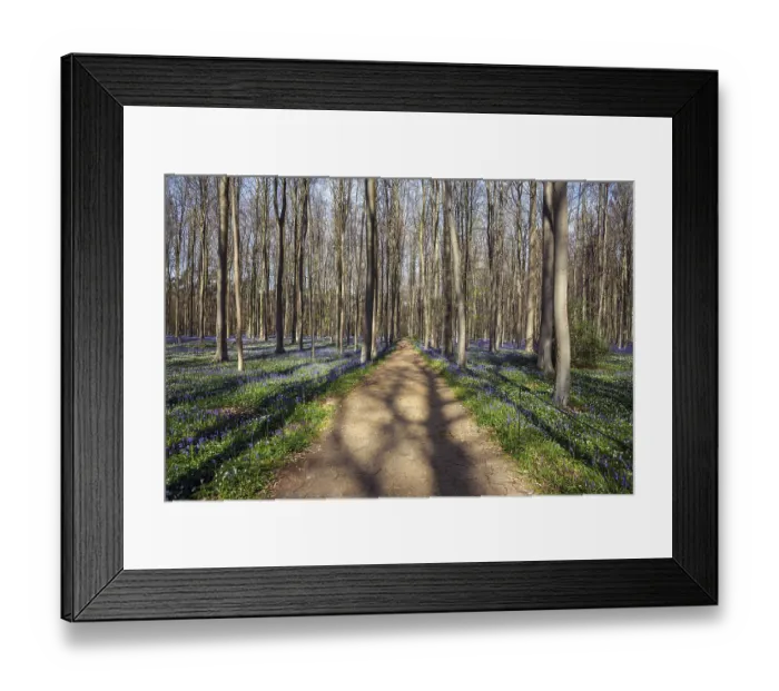 Framed Print : Path through red beech (Fagus sylvatica) forest with flowering wood anemones (Anemonoides nemorosa)