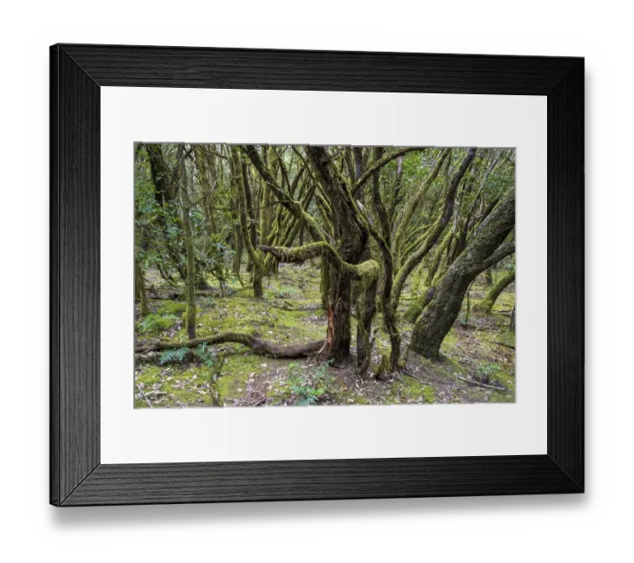 Framed Print : Cloud forest, laurel forest, Garajonay National Park Framed Print : Cloud forest, laurel forest, Garajonay National Park