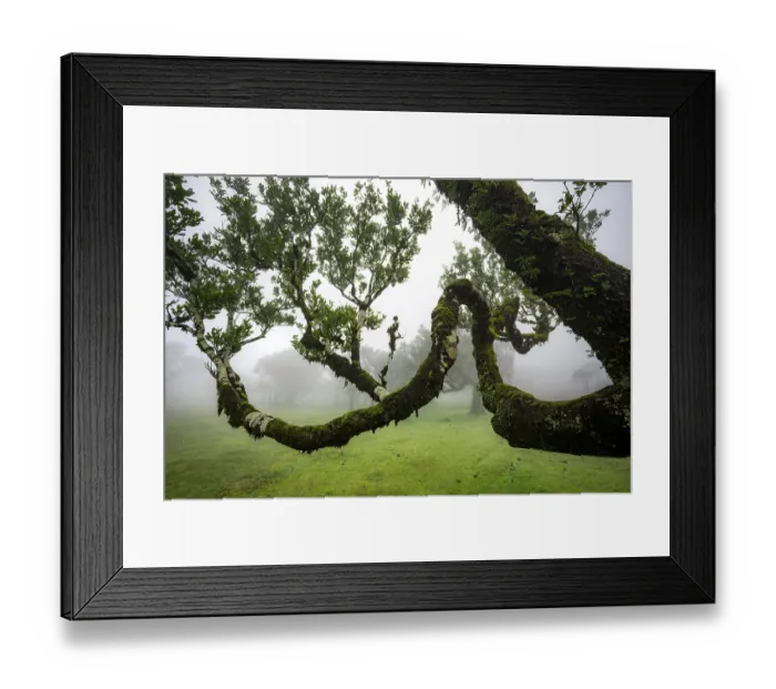 Framed Print : Stinkwood (Ocotea foetens) overgrown with moss and plants in the mist Framed Print : Stinkwood (Ocotea foetens) overgrown with moss and plants in the mist