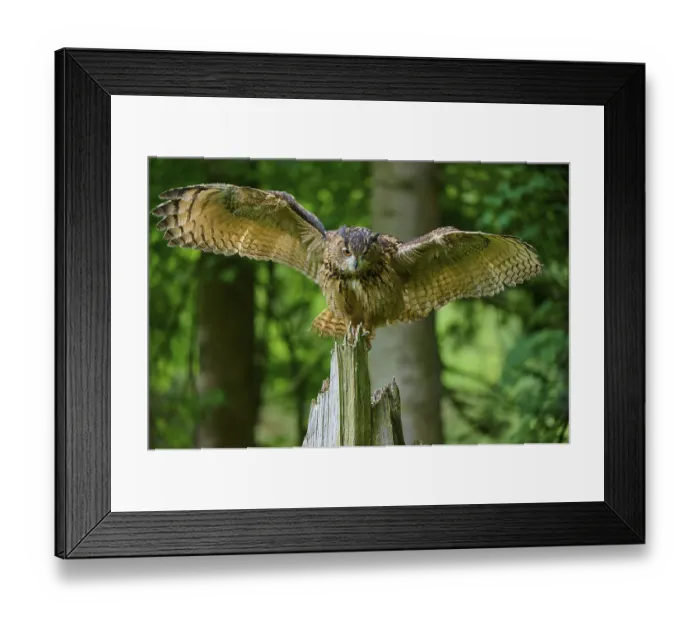 Framed Print : Eurasian eagle-owl (Bubo bubo)