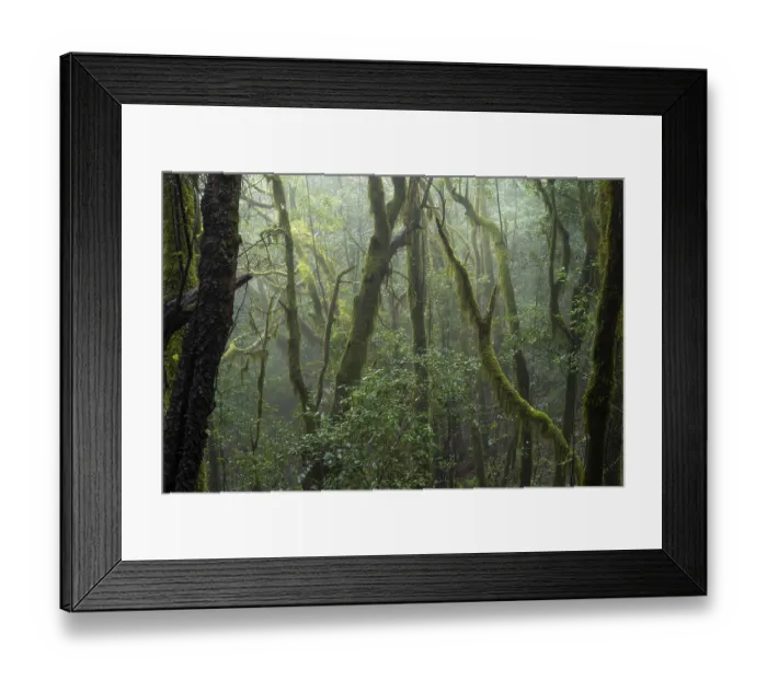 Framed Print : Laurel trees with mosses and lichens in the cloud forest Framed Print : Laurel trees with mosses and lichens in the cloud forest