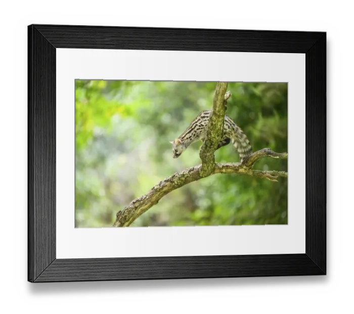 Framed Print : Common genet (Genetta genetta)
