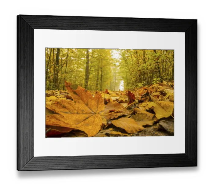 Framed Print : Autumn forest, beech (Fagus sylvatica) Framed Print : Autumn forest, beech (Fagus sylvatica)