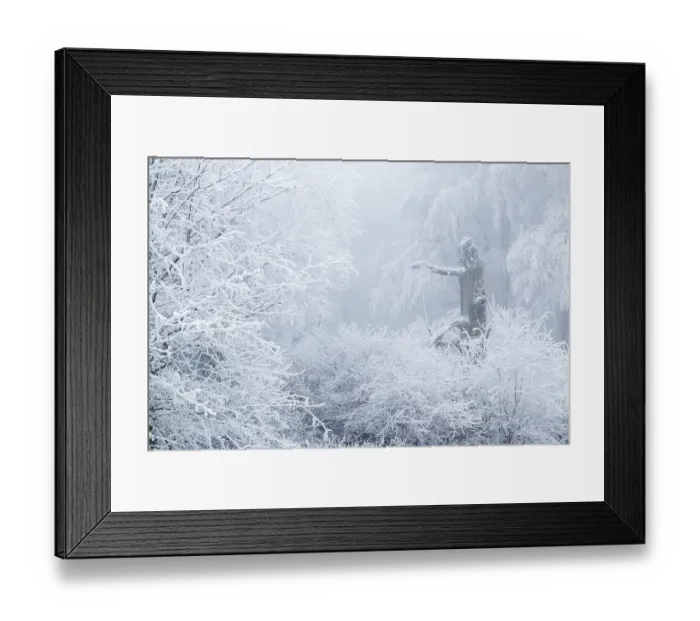 Framed Print : Deciduous forest covered with snow Framed Print : Deciduous forest covered with snow