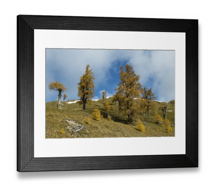 Framed Print : Autumn coloured larches, Nockberge Framed Print : Autumn coloured larches, Nockberge
